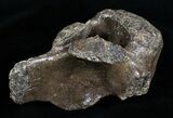 Woolly Rhinoceros Vertebra Bone - Late Pleistocene #3448-3